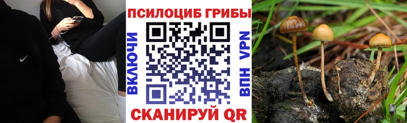 ссылка на мегу как зайти  Бобров  Псилоцибиновые грибы Cubensis 